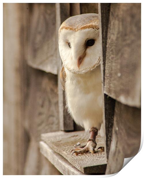 Barn Owl At Home Print by Ian Homewood