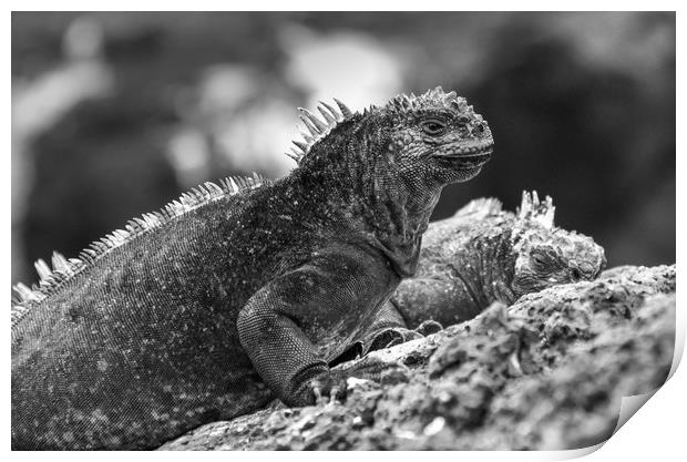 Marine Iguanas on Santa Cruz Island Print by Ian Homewood