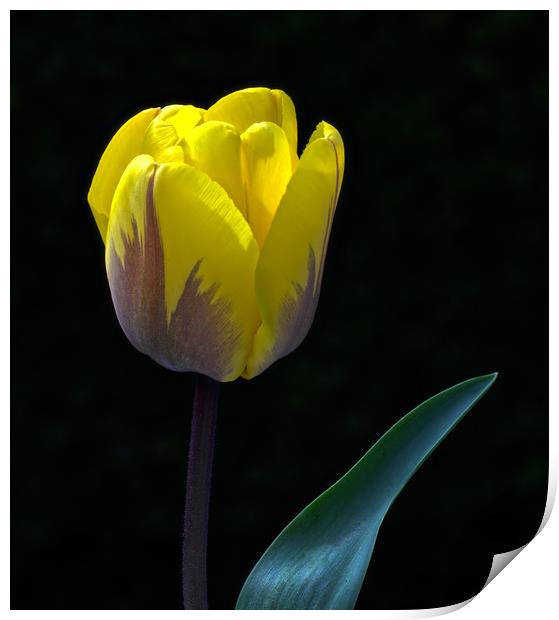 Tulip Portrait In Natural Light Print by Ian Homewood