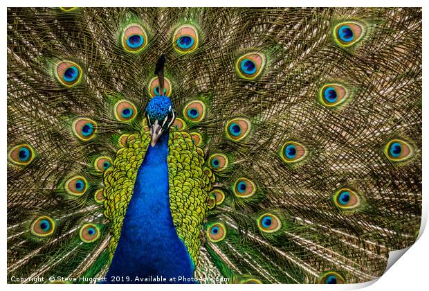 Peacock Showing Off  Print by Steve Huggett