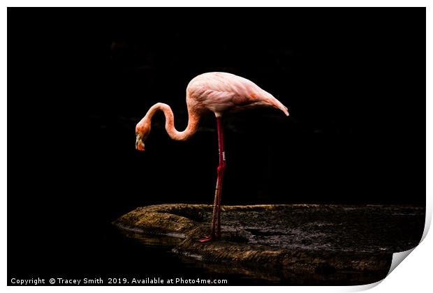  Caribbean Flamingo Print by Tracey Smith
