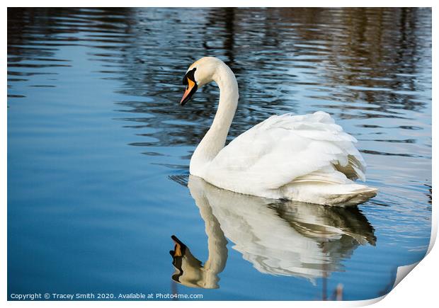 Mirror Reflection of the Mute Swan Print by Tracey Smith