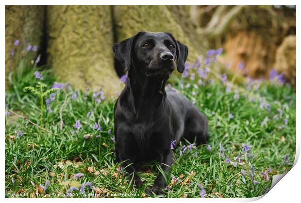 Black Labrador in Bluebells Print by Tracey Smith