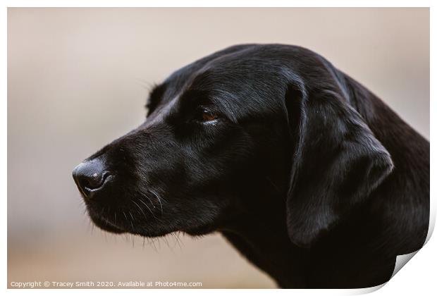 A Close up Portrait of a Labrador Print by Tracey Smith