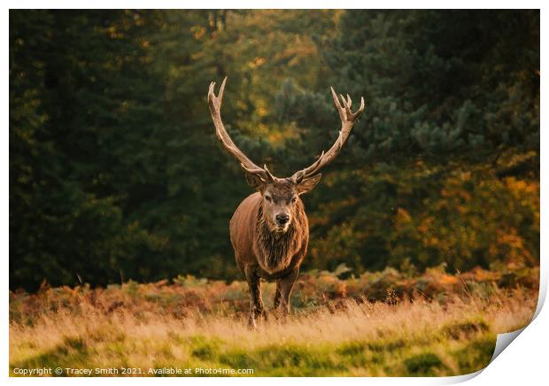The Stag Print by Tracey Smith