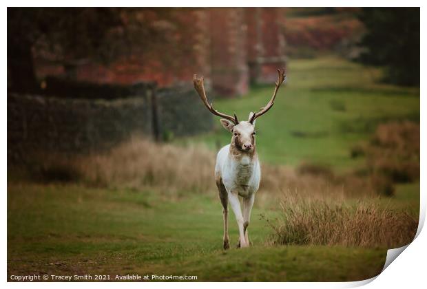 A fallow deer wandering Print by Tracey Smith