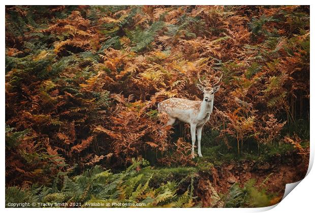 A Young Fallow Buck in the Bracken Print by Tracey Smith