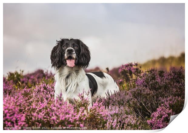 Springer Spaniel Dog in the Heather Print by Tracey Smith