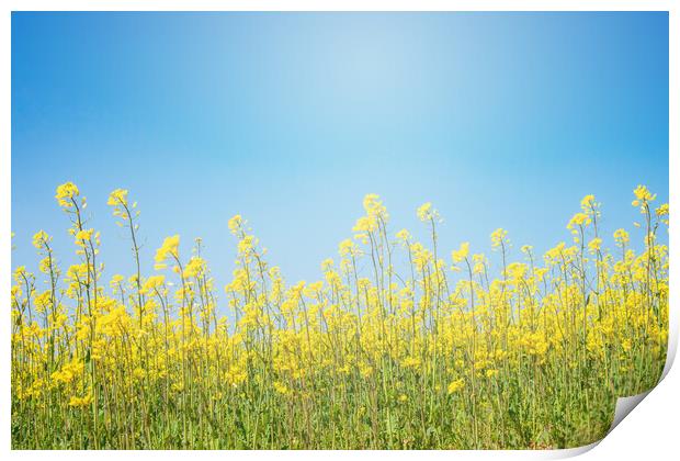flowers in a crop field with blue sky in the background Print by David Galindo