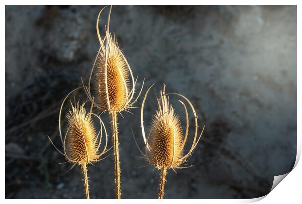 nice close-up of thistle flower with bokeh effect Print by David Galindo