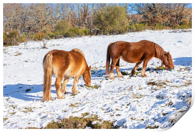 wild horses eating on the snowy hillside Print by David Galindo