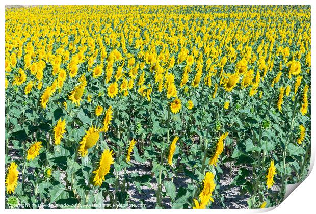 Outdoor sunflower field Print by David Galindo
