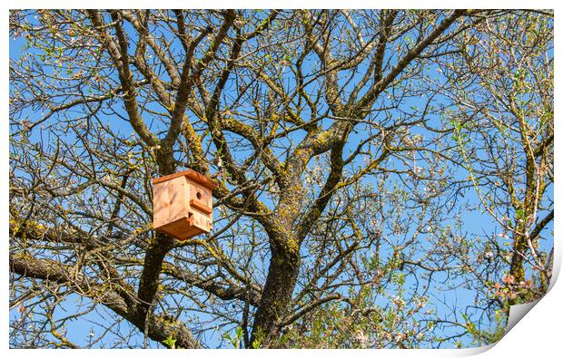 nice wooden birdhouse hanging from a tree Print by David Galindo
