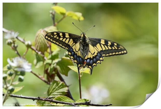 Swallowtail butterfly number 3 Print by David Mather