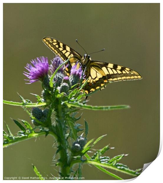 Swallowtail butterfly, Papilio machaon in Norfolk, UK number 2 Print by David Mather