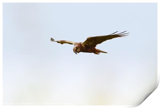 Marsh Harrier scanning for prey Print by David Mather