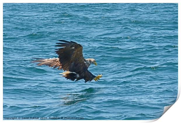 White-tailed Sea Eagle attacks Print by David Mather