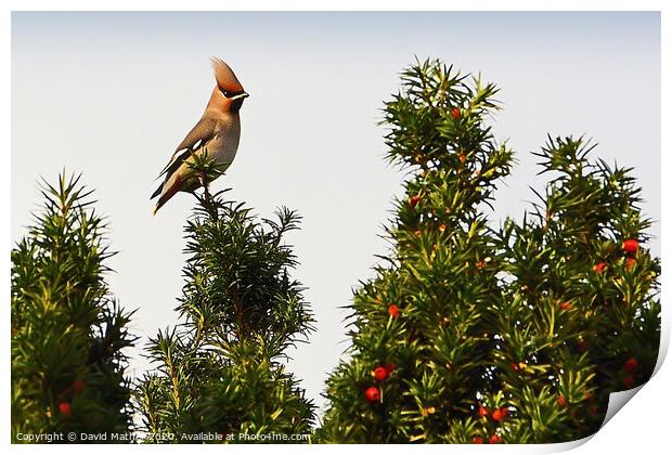 Waxwing and Proud Print by David Mather