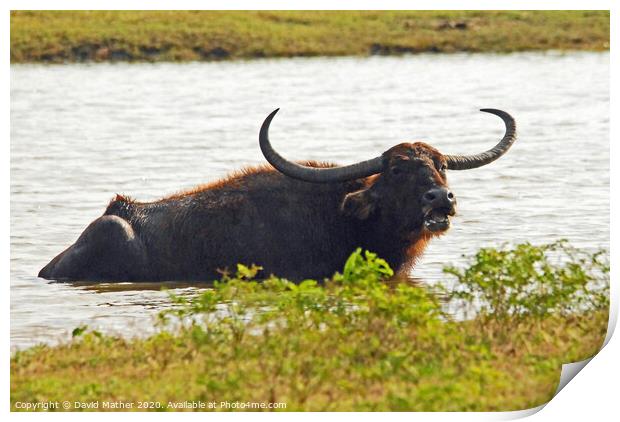 Beware the Water Buffalo Print by David Mather