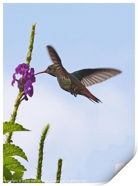 Rufous-tailed Hummingbird, Costa Rica Print by David Mather