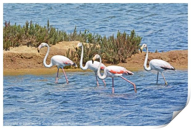 Flamingos in the Algarve Print by David Mather