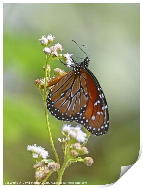 Monarch Butterfly nectaring Print by David Mather