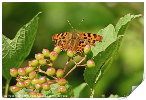 Comma butterfly soaking up the rays Print by David Mather