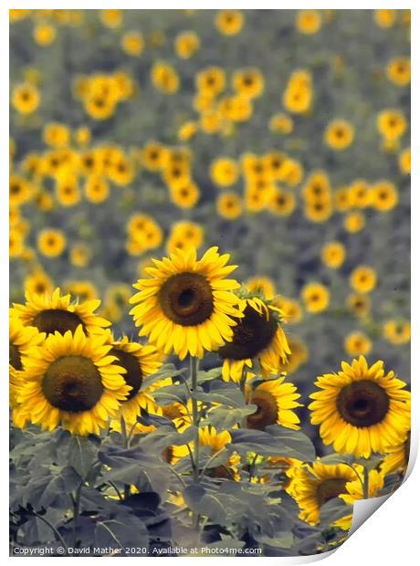 Sunflowers Print by David Mather