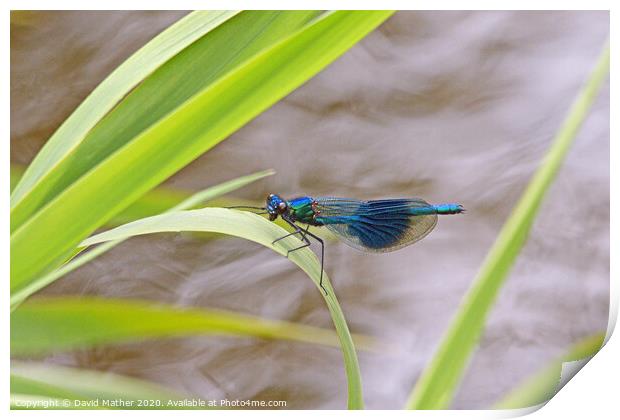 Banded Demoiselle Print by David Mather