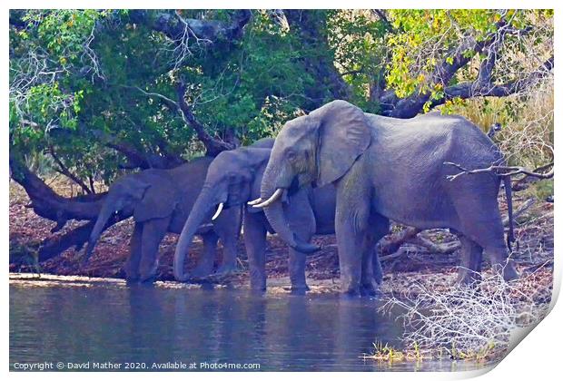 Elephants beside the Mighty Zambesi Print by David Mather