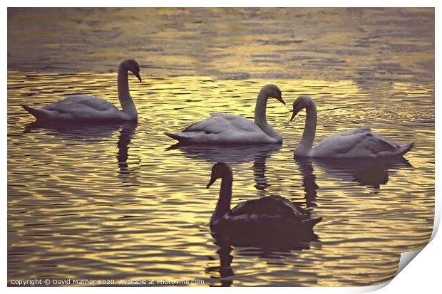 Swans at dusk Print by David Mather