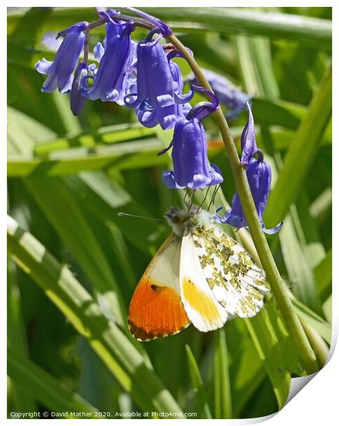 Orange Tip butterfly nectaring on Bluebell flower Print by David Mather