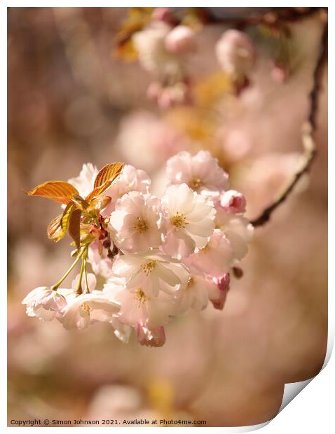 sunlit Blossom Print by Simon Johnson