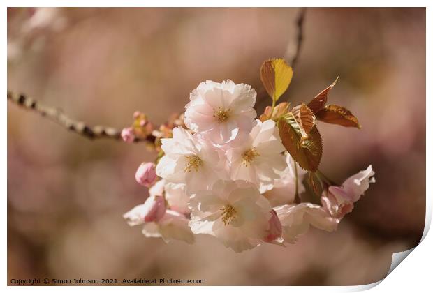 sunlit Blossom Print by Simon Johnson