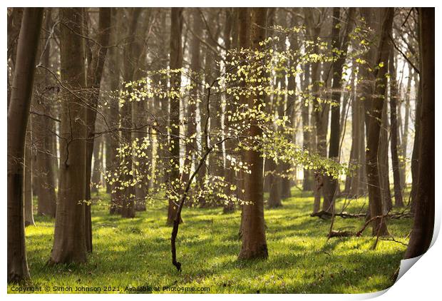 Sunlit Beech Tree  Print by Simon Johnson