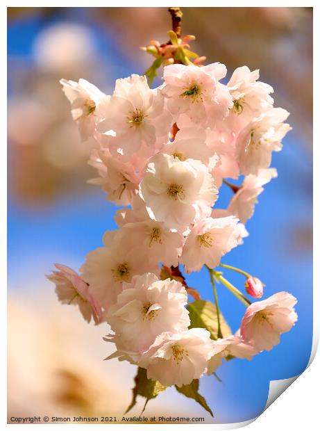 Spring blossom Print by Simon Johnson