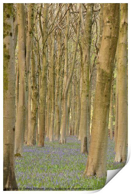 Bluebell Woods Print by Simon Johnson