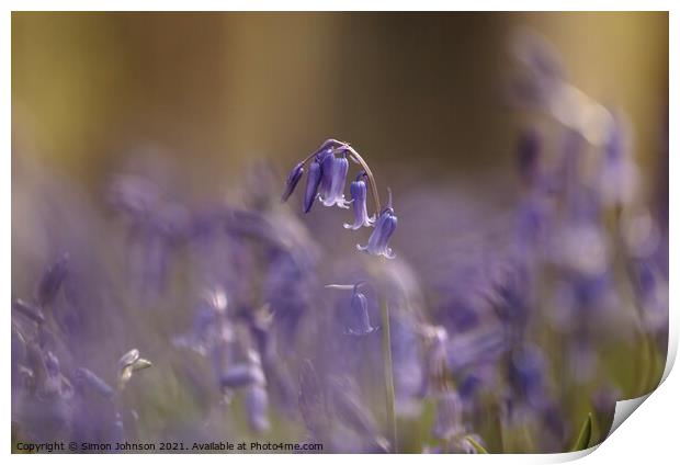 Bluebell flower Print by Simon Johnson