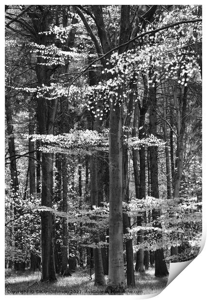 sunlit spring woodland Print by Simon Johnson