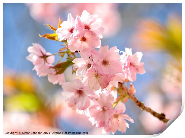 Sunlit Cherry Blossom  Print by Simon Johnson