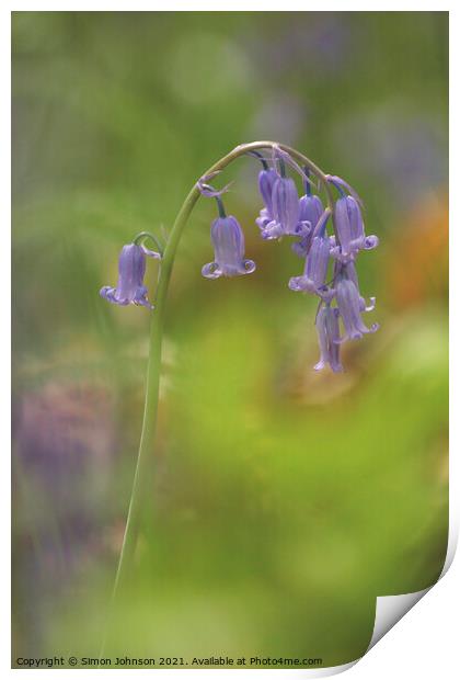 Bluebell close up Print by Simon Johnson
