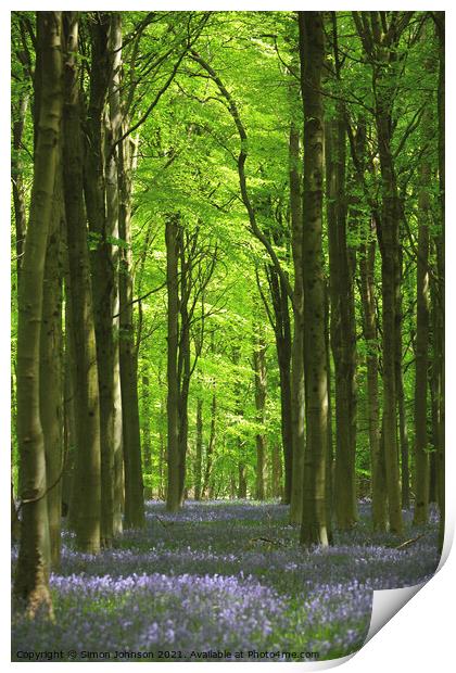 bluebells Print by Simon Johnson