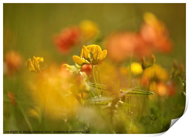 Meadow Flowers Print by Simon Johnson