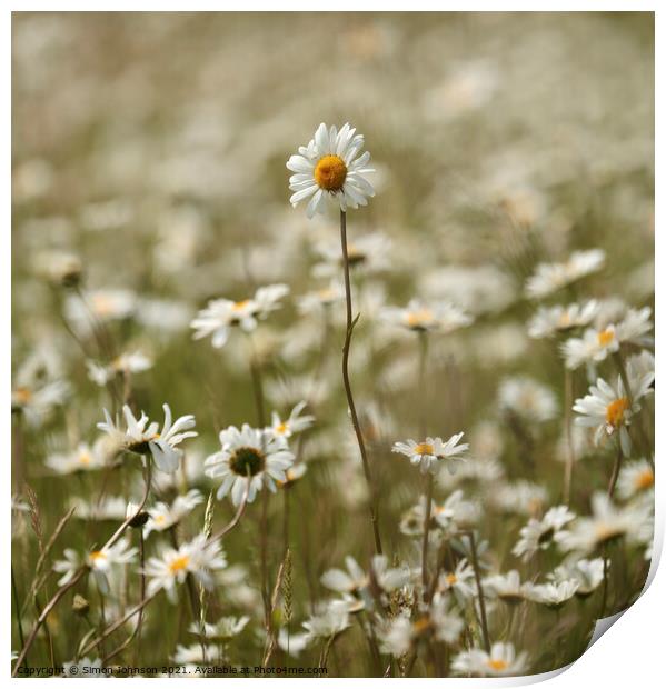 Stand out daisy Print by Simon Johnson