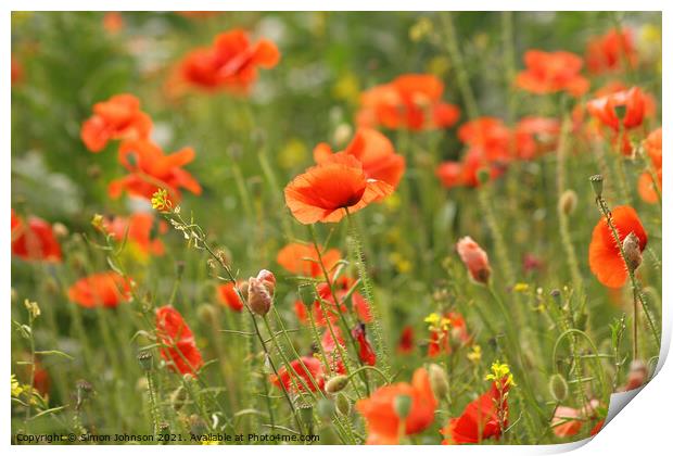  Poppies Print by Simon Johnson