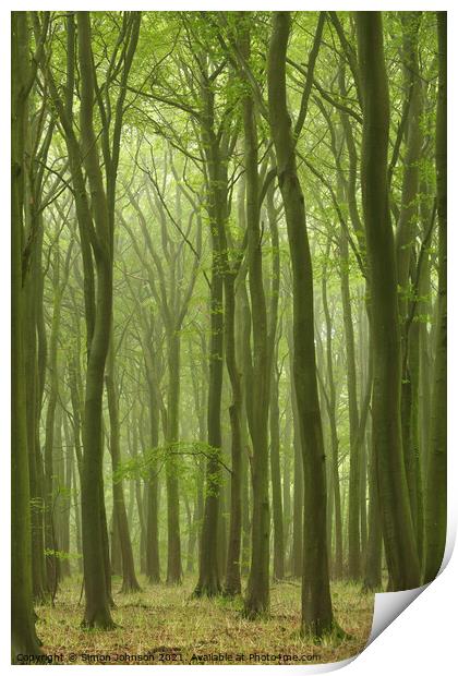 Misty Beech Wood Print by Simon Johnson