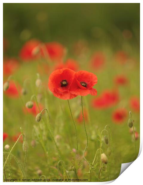 him and her poppies Print by Simon Johnson