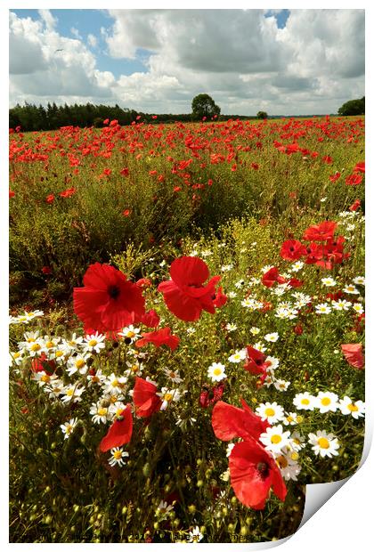 Summer poppies Cotswolds Print by Simon Johnson