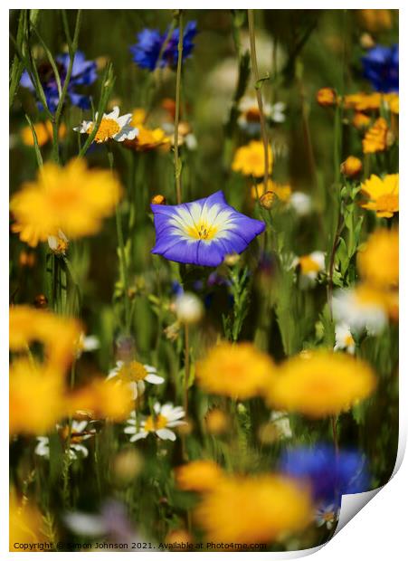 meadow  flowers Print by Simon Johnson