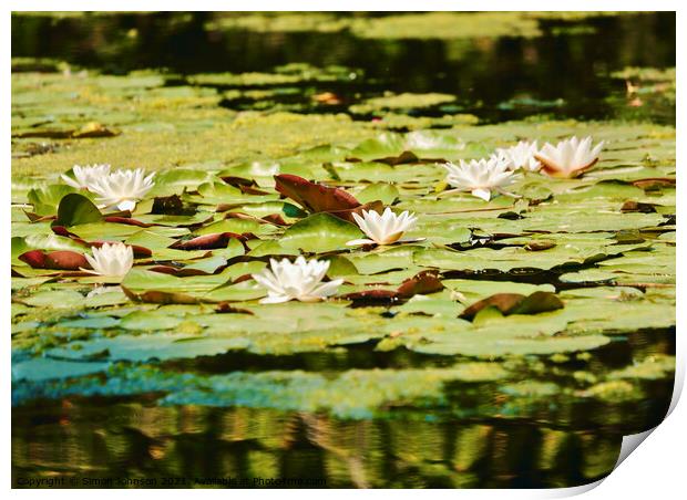 Water Lillies Print by Simon Johnson